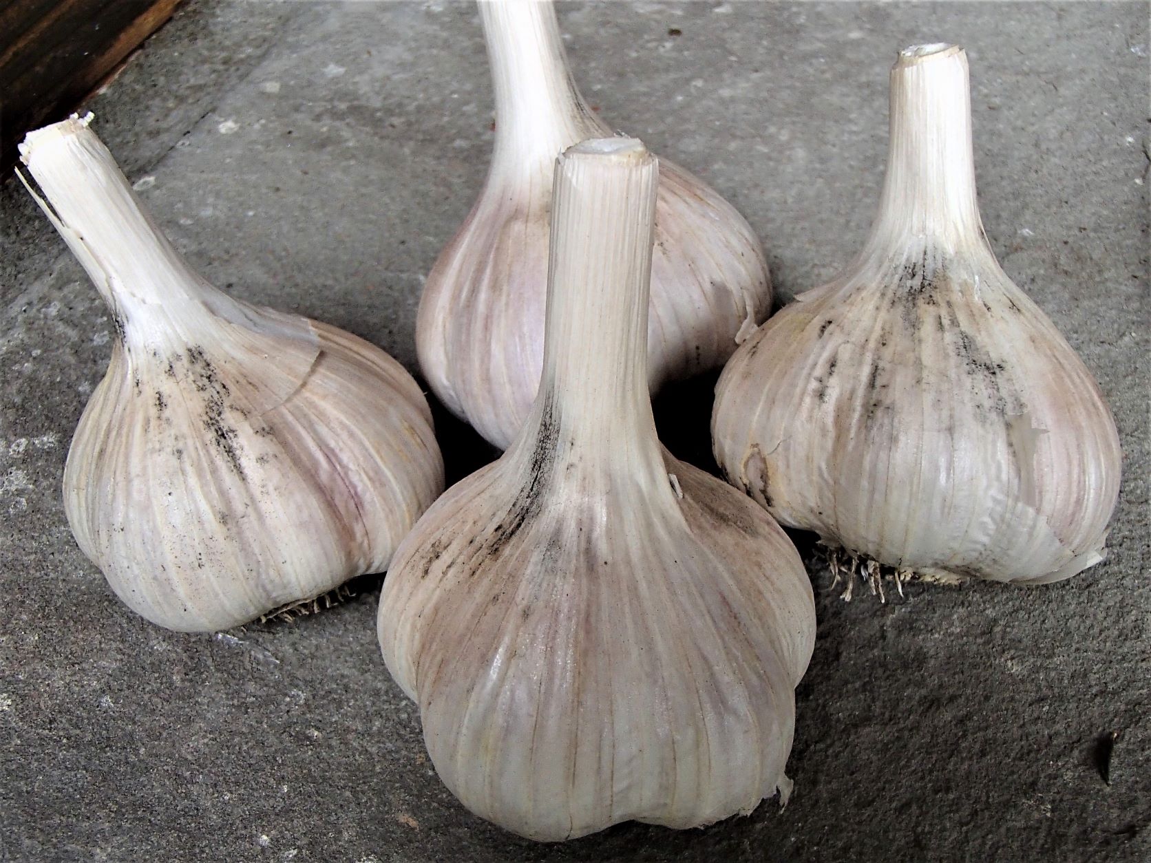 Embellisia skin blotch